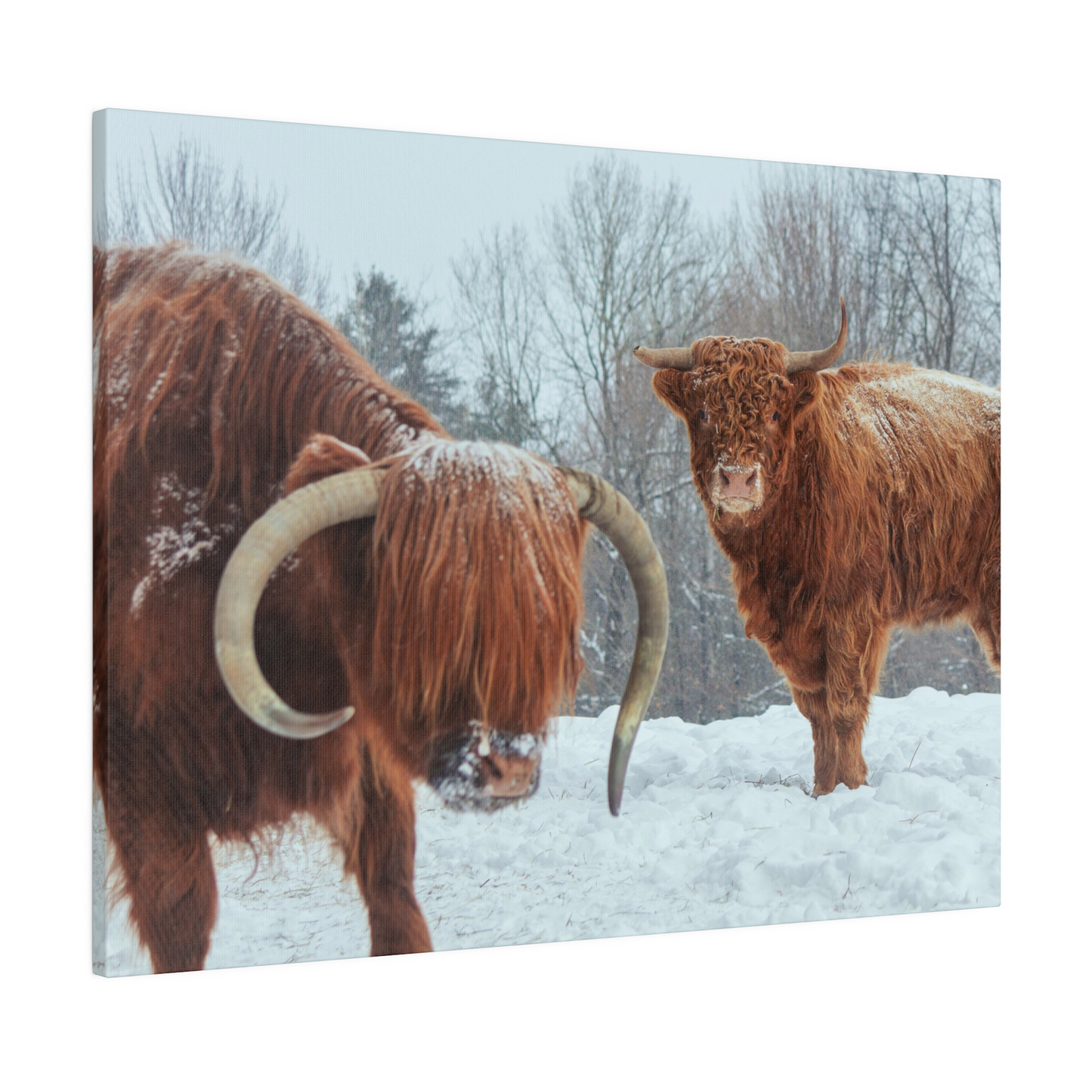 Highlander Cattle - 24"x18" Canvas Print