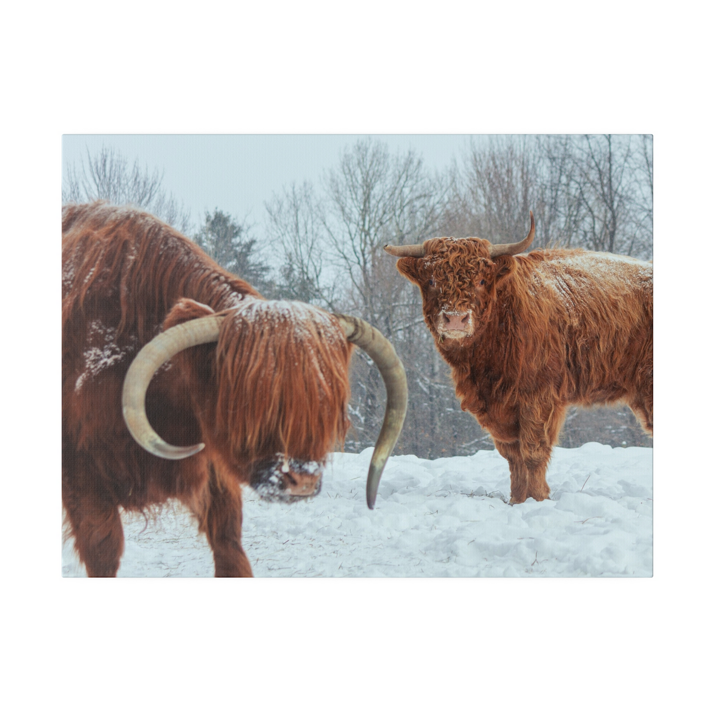 Highlander Cattle - 24"x18" Canvas Print