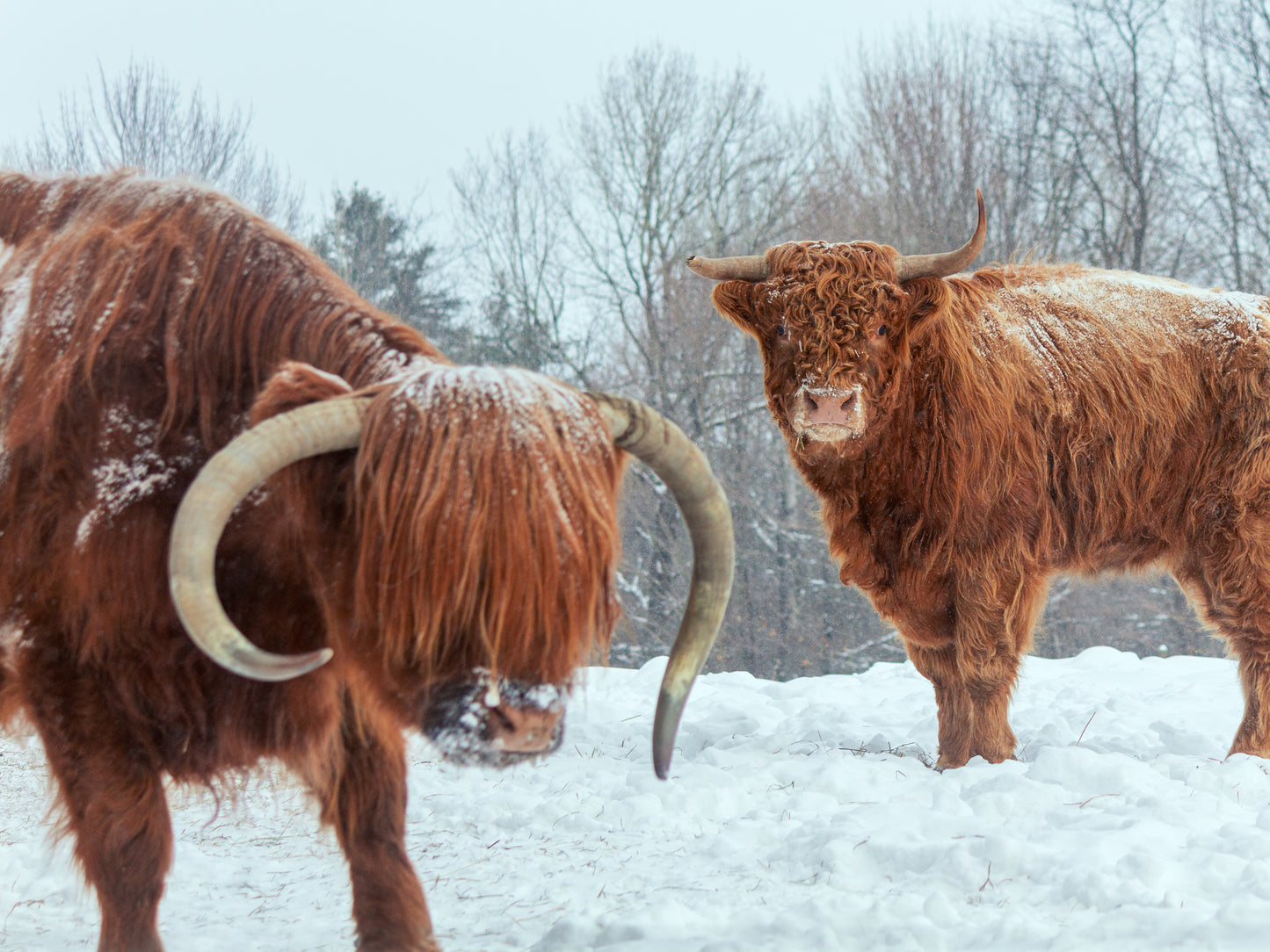 Highlander Cattle - 24"x18" Canvas Print